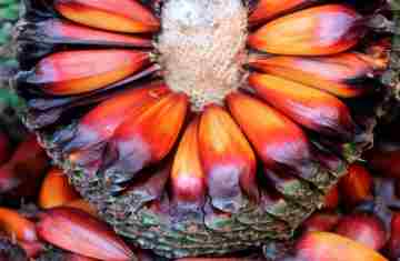  IAT adia temporada de pinhão no Paraná para garantir extração sustentável